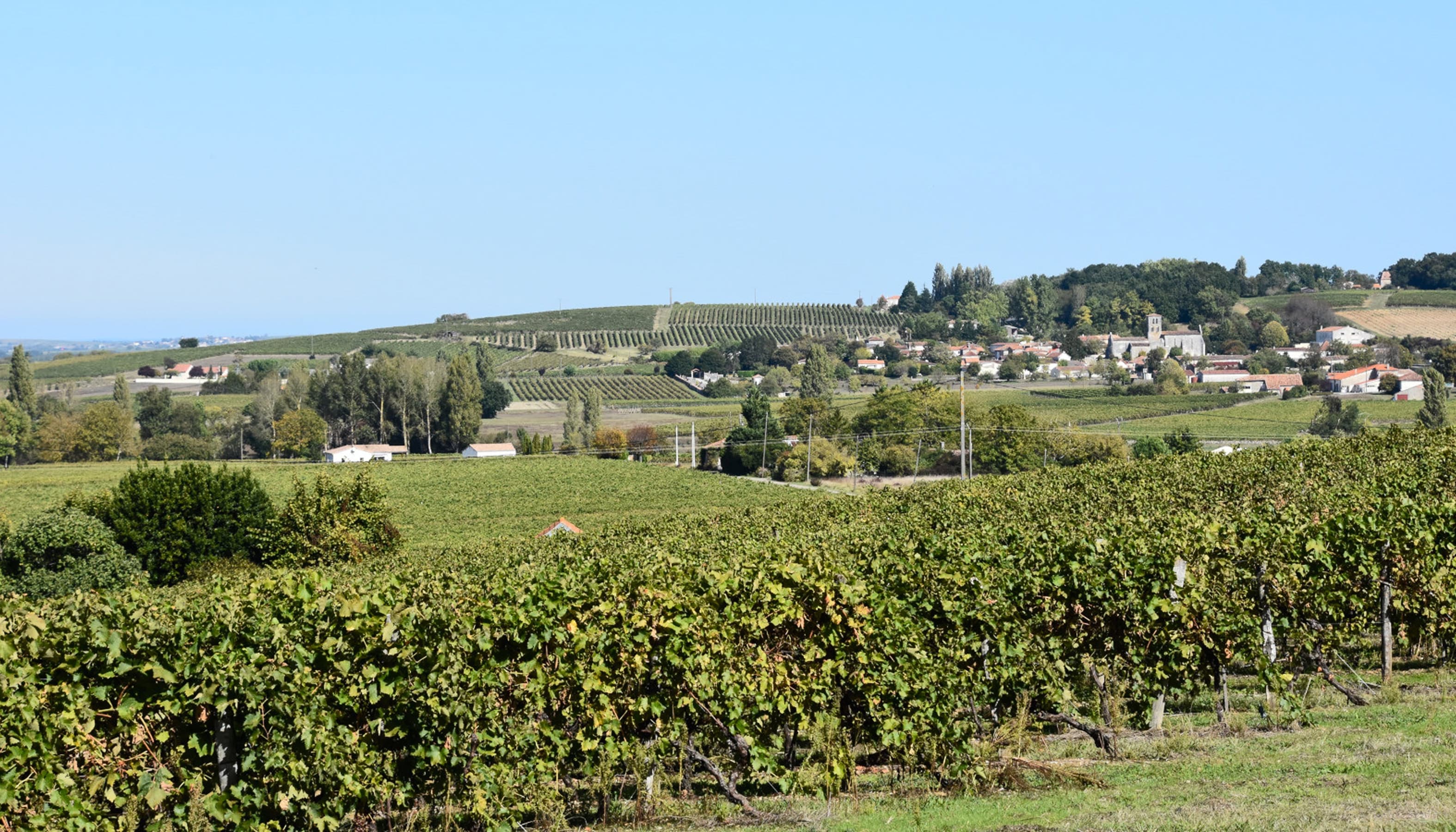 Paysage viticole de Charente-Maritime, avec vignes au premier plan et village à l’horizon.